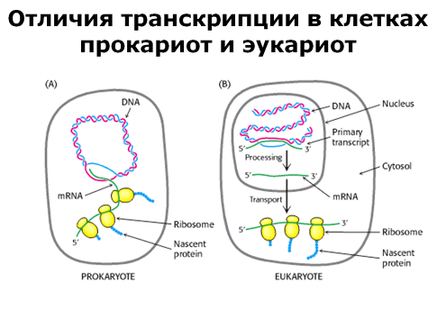 В клетках прокариот днк. Механизм транскрипции у прокариот. Механизм регуляции синтеза белка у прокариот. Транскрипция ДНК У прокариот. Этапы биосинтеза белка у прокариот.