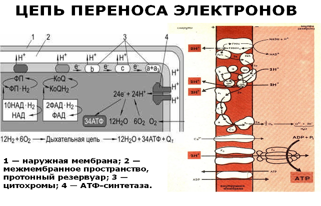 Цепи переноса