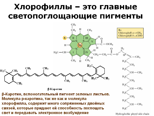 4 хлорофиллы