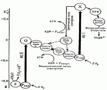 Нециклическое фотофосфорилирование z схема - 83 фото