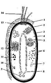 Как называется структура бактериальной клетки обозначенная на рисунке цифрой 1