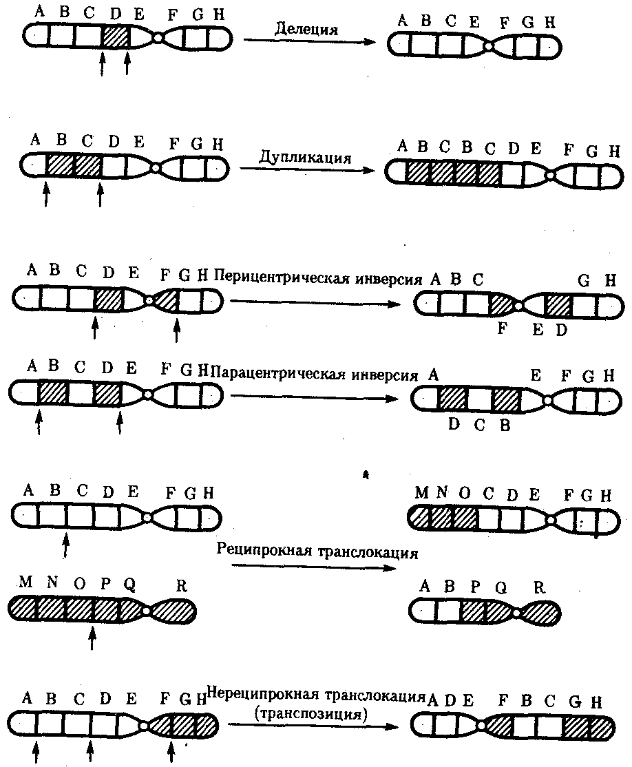 Хромосомные мутации картинки