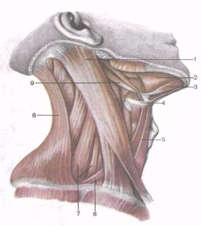 Подъязычная зона фото