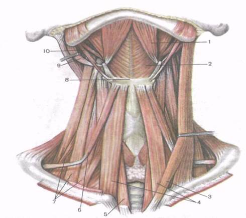 Фото грудино ключично сосцевидная мышца