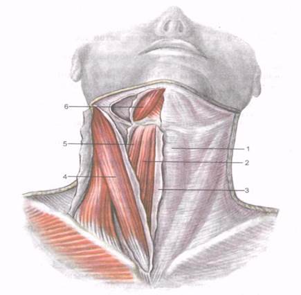 Мышцы шеи вид спереди Синельников