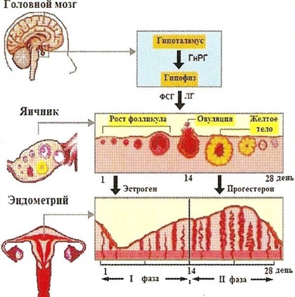 Цикл месячных схема