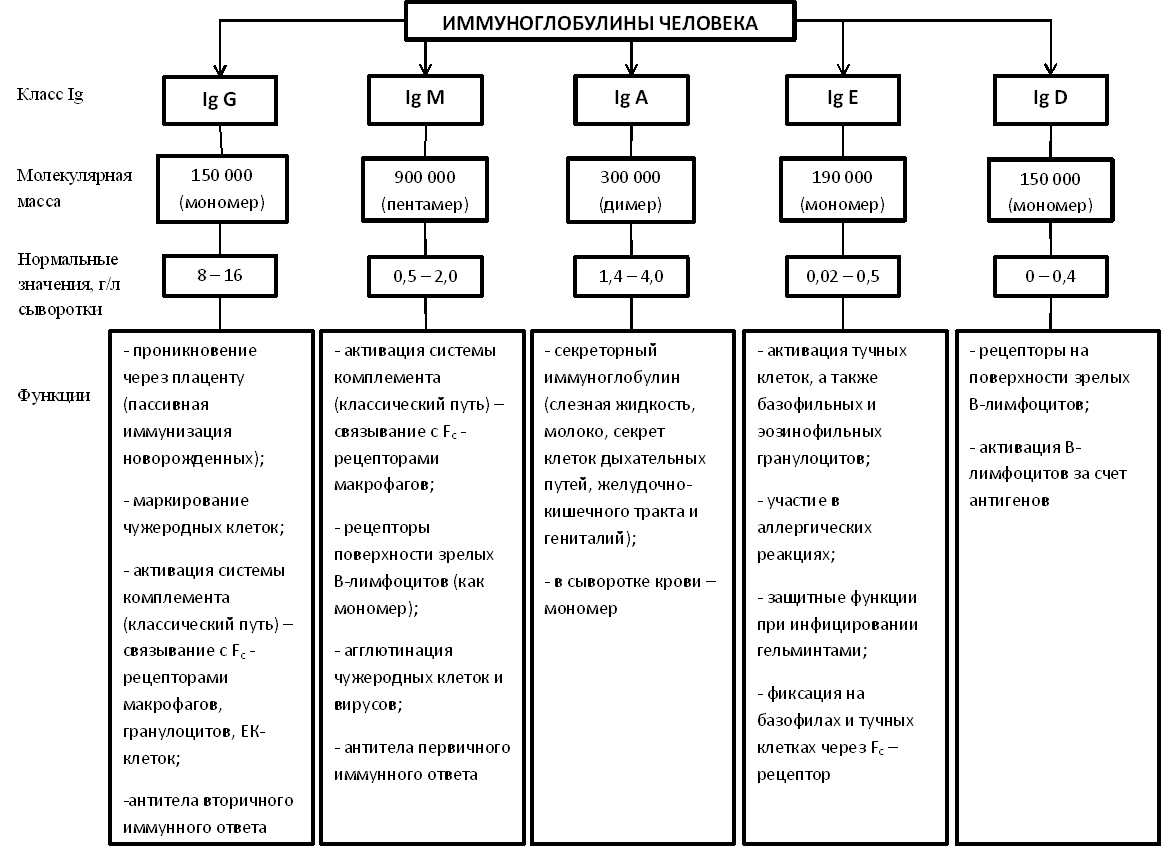 Классификация иммуноглобулинов схема