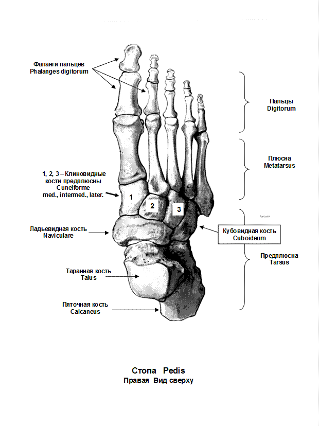 Пальцы нижней конечности