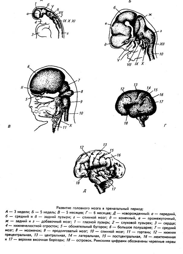 Нарушение развития головного мозга. Стадии развития головного мозга человека анатомия. Схема развития головного мозга фронтальный разрез. Онтогенез головного мозга схема. Схема развития головного мозга человека Сагиттальный разрез.
