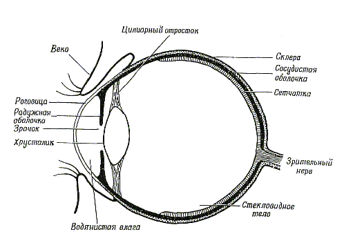 Ресничная мышца глаза функции. Отростки цилиарного тела. Ресничное тело глаза строение. Анатомия цилиарного тела. Цилиарные отростки глаза.