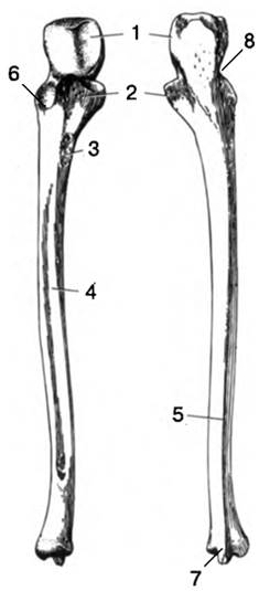 Локтевая кость. Локтевая кость вид спереди. Локтевая кость эпифиз. Локтевая кость проксимальный метаэпифиз. Лучевая кость анатомия рисунок.