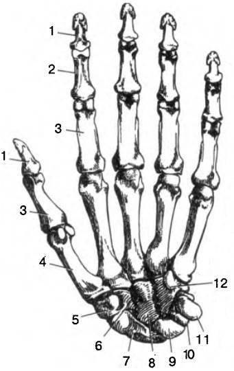 Кости пясти рисунок