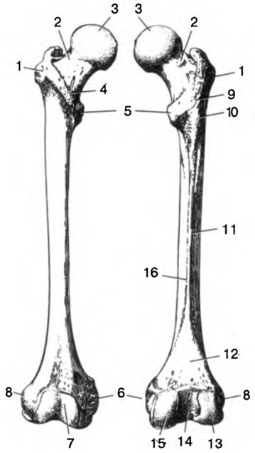 Бедренная кость тип соединения костей. Бедренная кость анатомия строение. Бедренная кость вид спереди. Анатомия бедренной кости человека. Бедренная кость надколенник анатомия.
