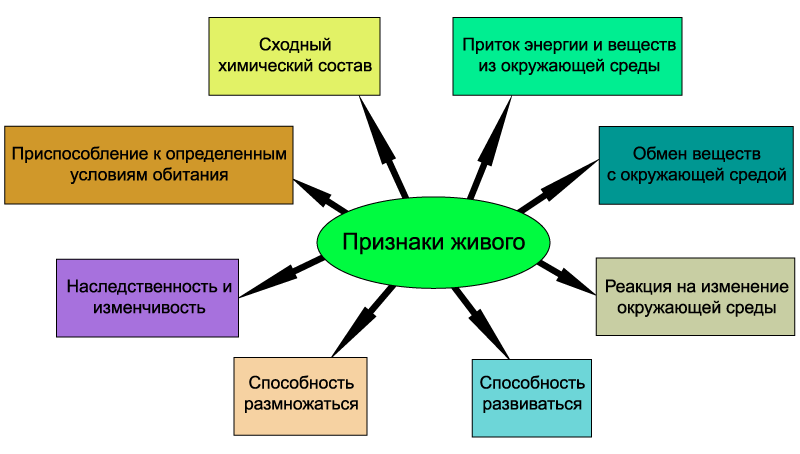 Презентация на тему что такое жизнь