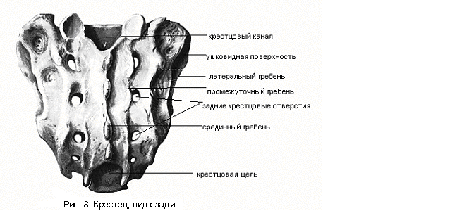 Крестцовая кость. Крестец анатомия Синельников. Крестцовая кость анатомия. Анатомическое строение крестца. Анатомические образования дорсальной поверхности крестца.