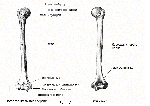 Плечевой кости латынь