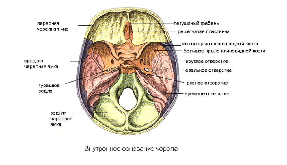 Основание черепа отделы. Основание черепа анатомия Черепные ямки. Черепные ямки анатомия строение. Внутреннее основание черепа средняя черепная ямка. Черепные ямки внутреннего основания черепа.