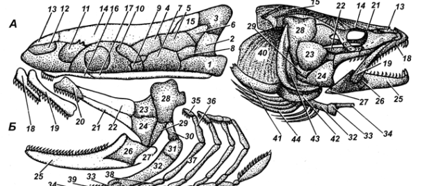 Висцеральный скелет. Схема строения черепа костных рыб. Строение черепа костистой рыбы. Висцеральный отдел черепа судака. Висцеральный череп судака.