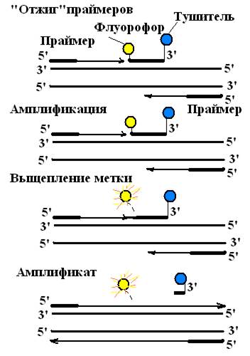 Теория ошибок real time пцр руководство