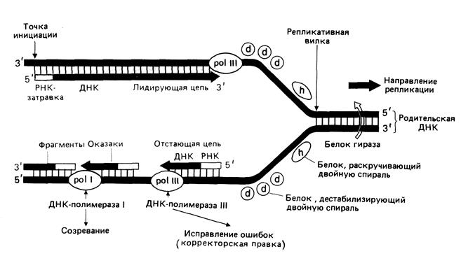 Рнк затравка. Этапы репликации ДНК схема. Схема репликации ДНК бактерий. Схема репликации ДНК биохимия. Схема репликации ДНК эукариот.