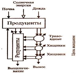 Графическое изображение соотношения между продуцентами