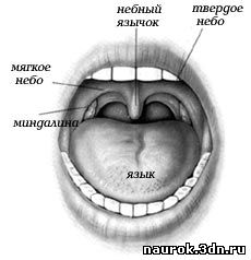 Строение полости рта человека фото