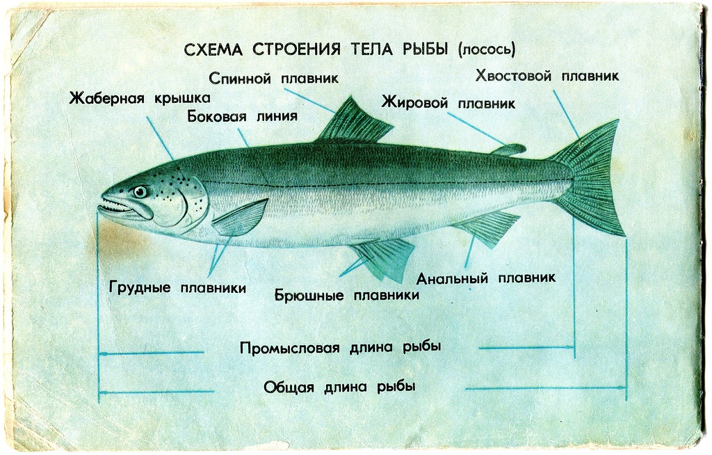 Из чего состоит рыба схема картинки