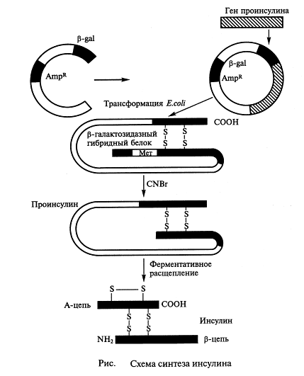 Современная технология получения рекомбинантного инсулина презентация