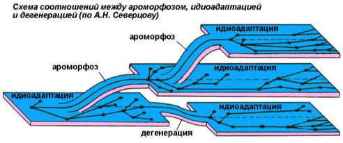 Схема ароморфоз идиоадаптация