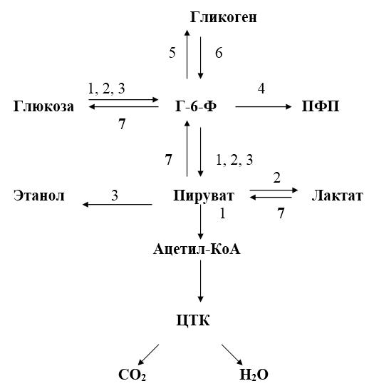 Схема синтеза глюкозы и гликогена из глицерина лактата и аланина