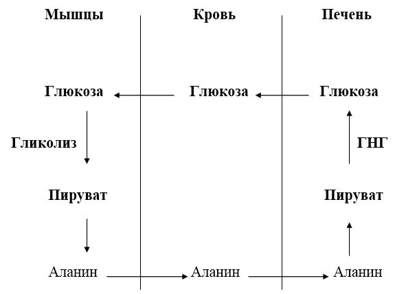 Схема метаболизма эритроцитов показав пути использования глюкозы