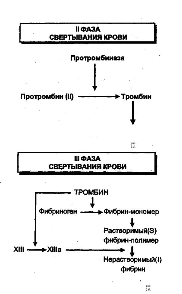 Заполните схему свертывания крови