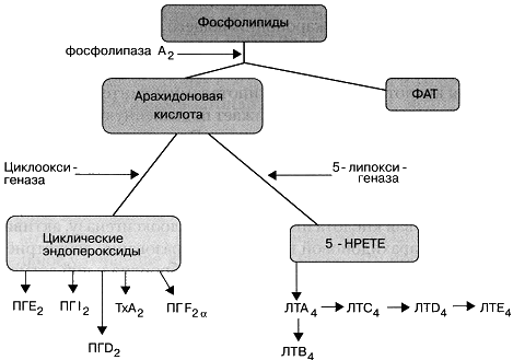 Каскад арахидоновой кислоты схема