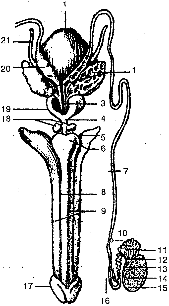 Мужской половой орган схема