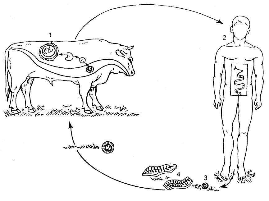 Онкосфера в кишечнике. Жизненный цикл гельминтов схема. Схема жизненного цикла гельминтов описторхоз. Жизненный цикл геогельминтов схема. Жизненный цикл биогельминтов схема.