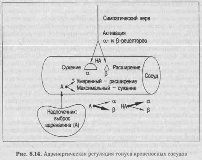 Регуляция тонуса. Схема регуляции сосудистого тонуса. Классификации механизмов регуляции тонуса сосудов. Гуморальная регуляция тонуса сосудов физиология. Гуморальные механизмы регуляции тонуса сосудов.