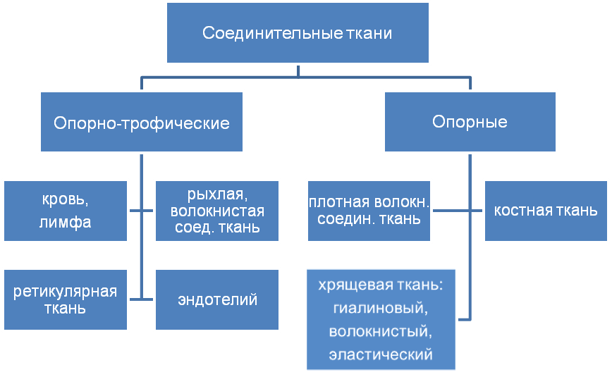 Какая структурная организация характерна для организма изображенного на рисунке