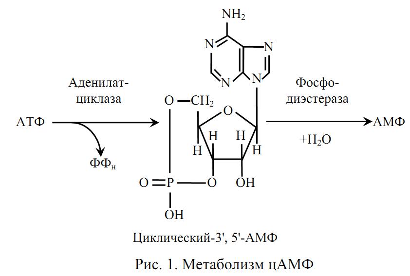 Фермент синтезирующий атф. Схема метаболизма ЦАМФ. Реакция синтеза ЦАМФ. АТФ В ЦАМФ реакция.