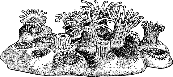 Схема кораллов. Колонии коралловых полипов рис. Строение колониального полипа. Строение колонии коралловых полипов. Коралловые полипы рисунок.