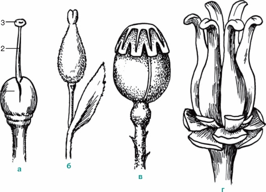 Апокарпный гинецей рисунок