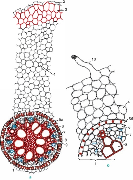 На рисунке изображено микроскопическое строение корня в какой из зон был сделан срез 1 всасывания