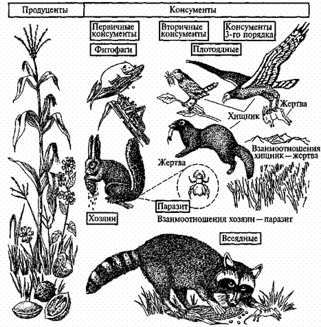 Схема продуценты консументы редуценты. Продуцент 2)  консумент 3)  фитофаг. Пищевая цепь консументы редуценты. Цепь питания продуценты консументы редуценты.