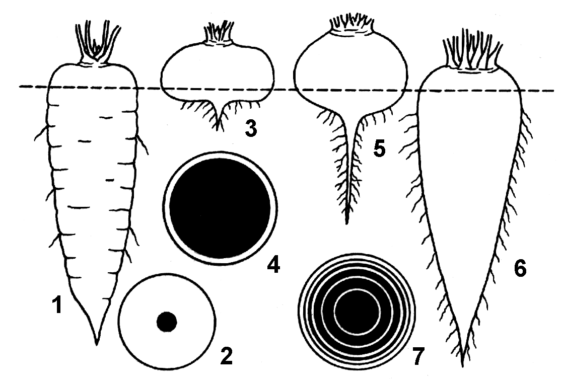 Какое видоизменение корня изображено на рисунке свекла
