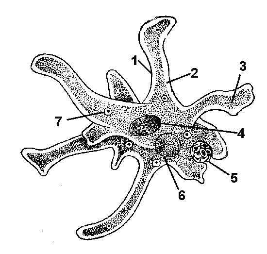 Организм изображенный на рисунке 1. Форма тела амебы Протей. Строение амебы. Пищеварительная вакуоль амебы. Фораминифера радиолярия солнечник амеба Протей.