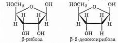 Дезоксирибоза входит в состав молекул