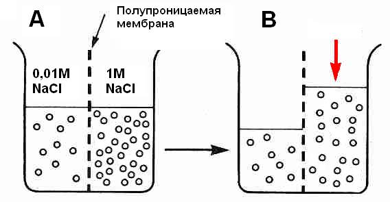 Какого соотношение ионов натрия и калия по обе стороны наружной клеточной мембраны