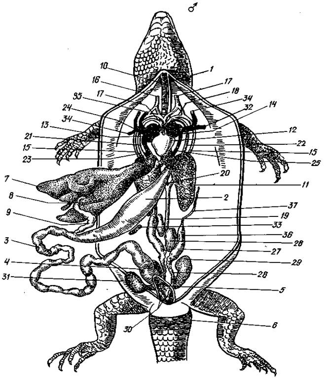 Внутреннее строение ящерицы рисунок
