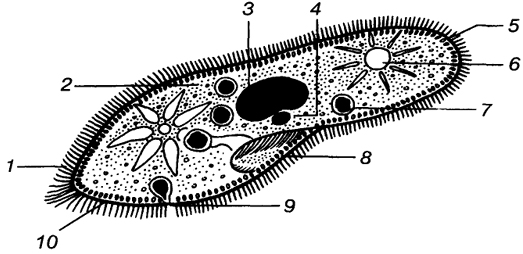 Диффлюгия. Обыкновенная амеба встречается в иле на дне прудов с загрязненной водой. Она похожа на маленький, едва заметный простым глазом бесцветный студенистый комочек,