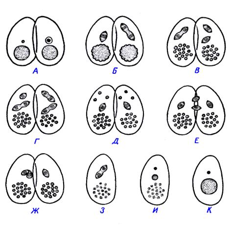 Инфузория туфелька: просто и понятно о ее строении, питании, размножении