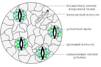 Верхний слой эпидермы на рисунке обозначена